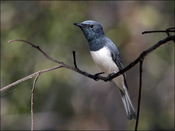 Leaden Flycatcher leaden_flycatcher_01704.psd