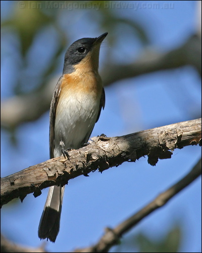 Leaden Flycatcher leaden_flycatcher_10617.psd