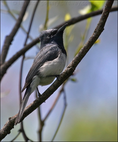 Leaden Flycatcher leaden_flycatcher_11694.psd
