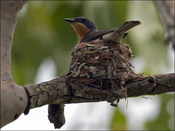 Leaden Flycatcher leaden_flycatcher_129401.psd