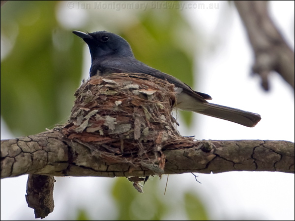 Leaden Flycatcher leaden_flycatcher_129452.psd