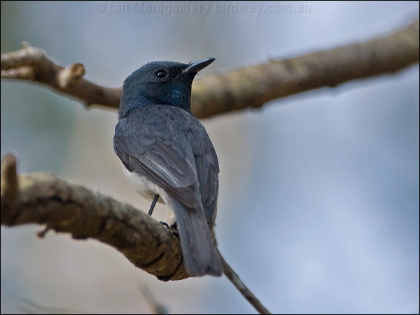 Leaden Flycatcher leaden_flycatcher_150825.psd