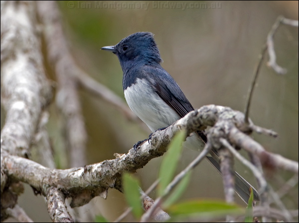 Leaden Flycatcher leaden_flycatcher_151542.psd
