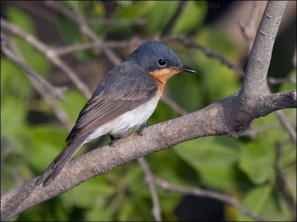 Leaden Flycatcher leaden_flycatcher_165144.psd