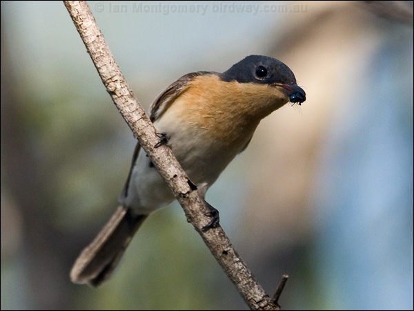 Leaden Flycatcher leaden_flycatcher_170068.psd