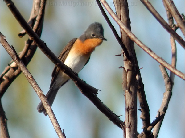 Leaden Flycatcher leaden_flycatcher_20010.psd