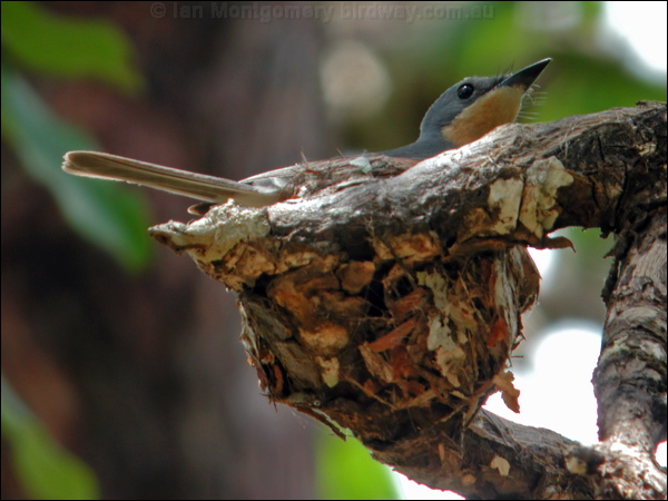 Leaden Flycatcher leaden_flycatcher_30517.psd