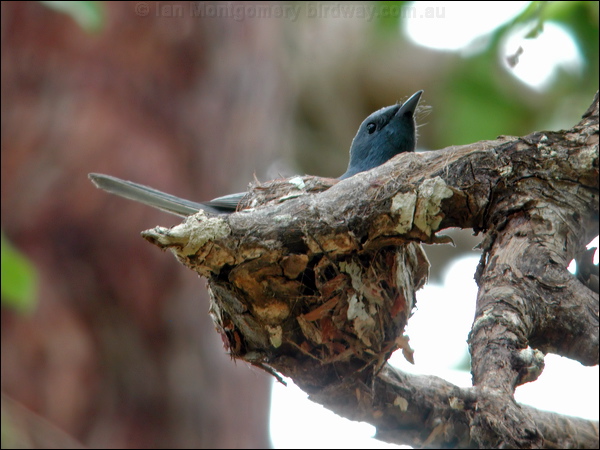 Leaden Flycatcher leaden_flycatcher_30526.psd