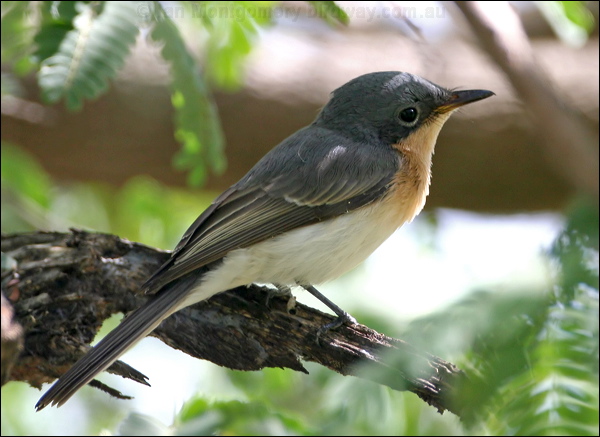 Leaden Flycatcher leaden_flycatcher_48337.psd
