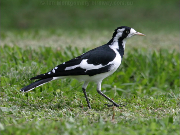 Magpie-lark magpie_lark_07100.psd