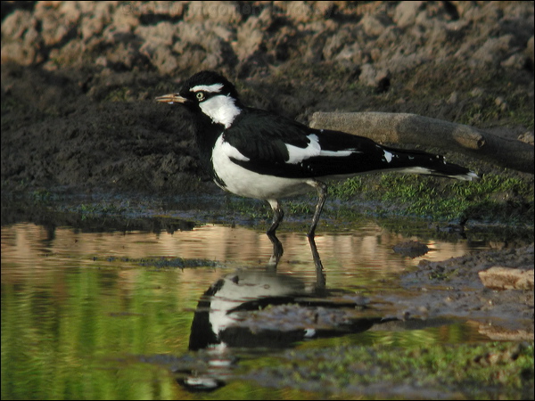 Magpie-lark magpie_lark_10021.psd