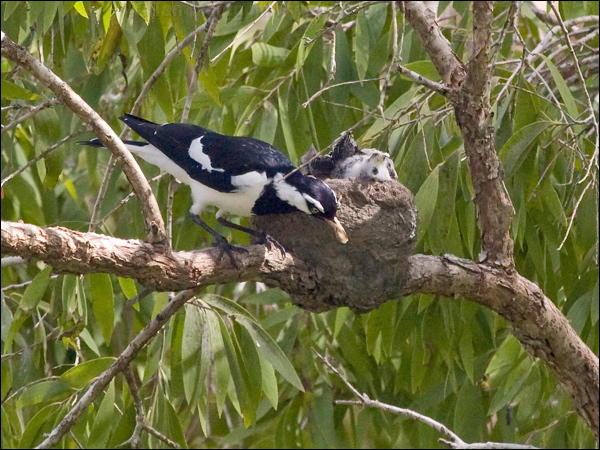 Magpie-lark magpie_lark_200510.psd
