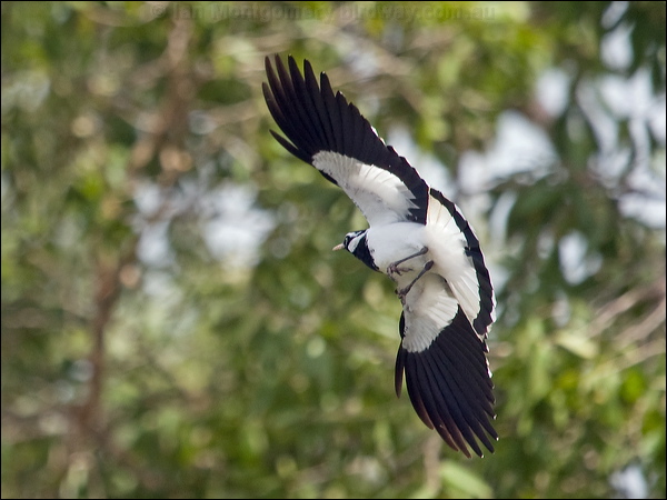 Magpie-lark magpie_lark_200513.psd