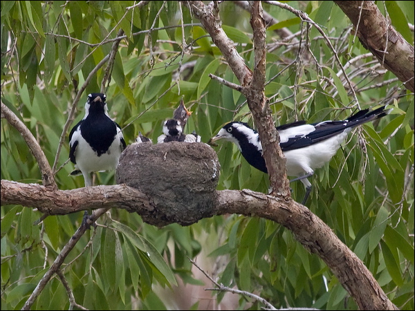 Magpie-lark magpie_lark_200526.psd