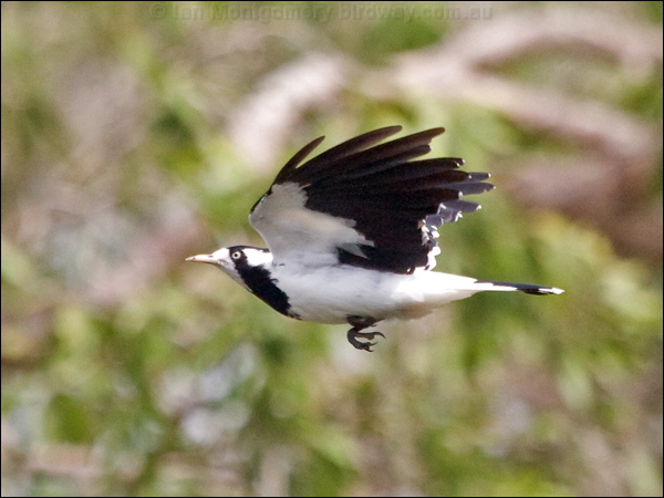 Magpie-lark magpie_lark_200593.psd