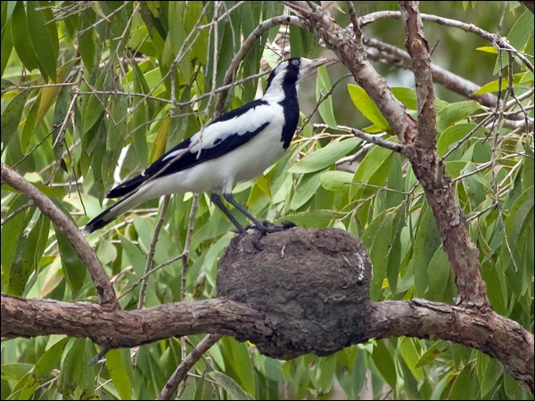 Magpie-lark magpie_lark_200649.psd