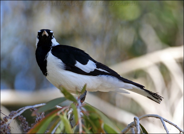 Magpie-lark magpie_lark_33818.psd