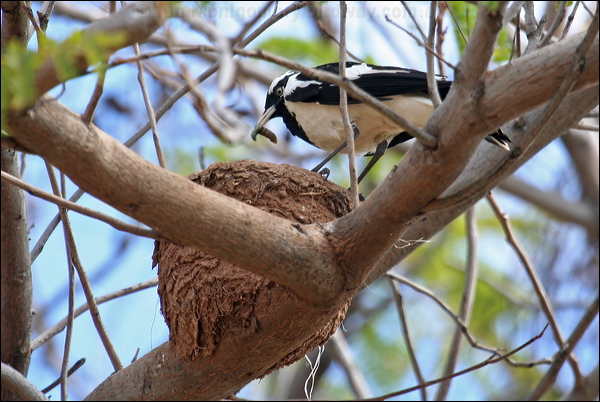 Magpie-lark magpie_lark_41415.psd