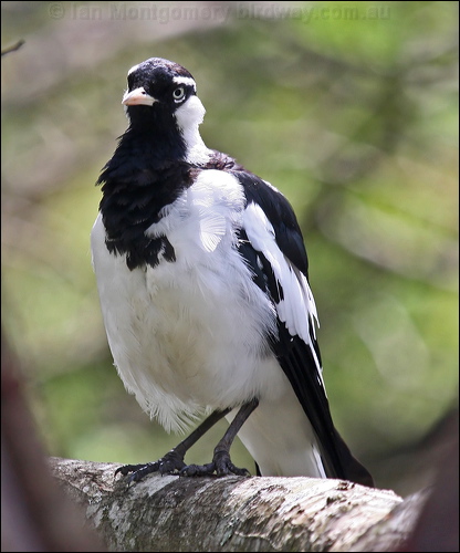 Magpie-lark magpie_lark_47118.psd