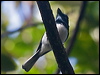mel_flycatcher_165645