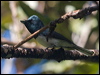 Click here to enter gallery and see photos/pictures/images of Melanesian Flycatcher