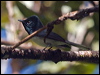 mel_flycatcher_165650