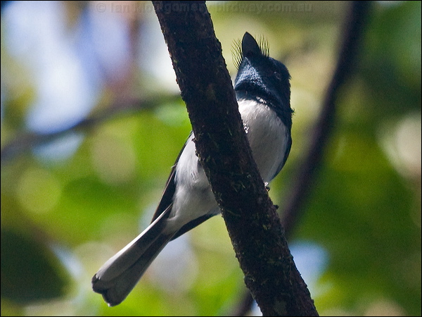 Melanesian Flycatcher mel_flycatcher_165645.psd