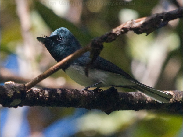 Melanesian Flycatcher mel_flycatcher_165649.psd