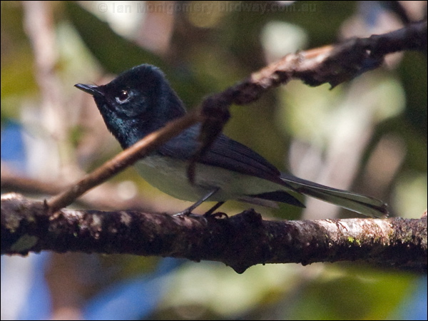 Melanesian Flycatcher mel_flycatcher_165650.psd