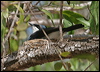 paperbarkflycatcher_09219