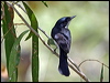 paperbarkflycatcher_09885