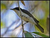 paperbarkflycatcher_09888