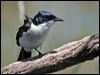 paperbarkflycatcher_40382