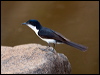 paperbarkflycatcher_93695