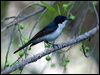 paperbarkflycatcher_93781