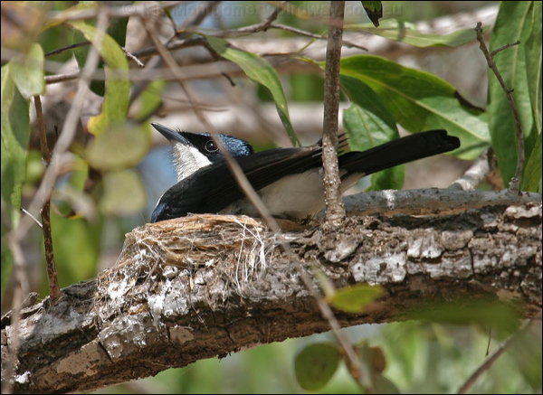 Paperbark Flycatcher paperbarkflycatcher_09219.psd