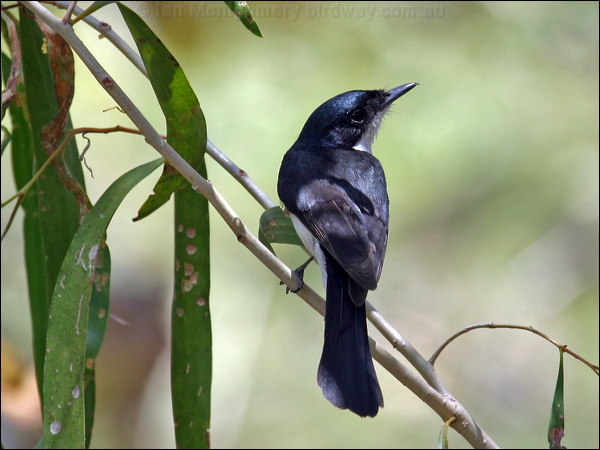 Paperbark Flycatcher paperbarkflycatcher_09885.psd