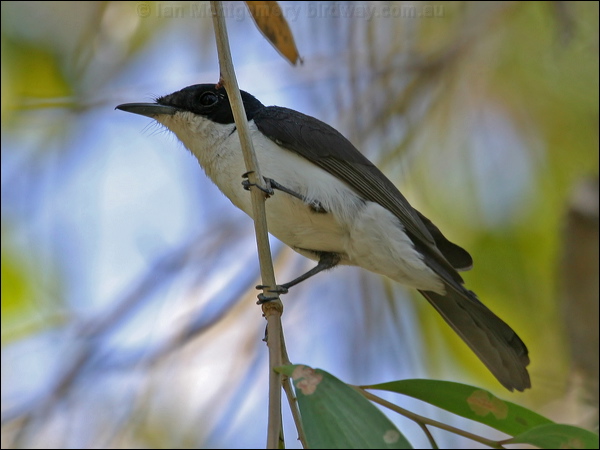 Paperbark Flycatcher paperbarkflycatcher_09888.psd
