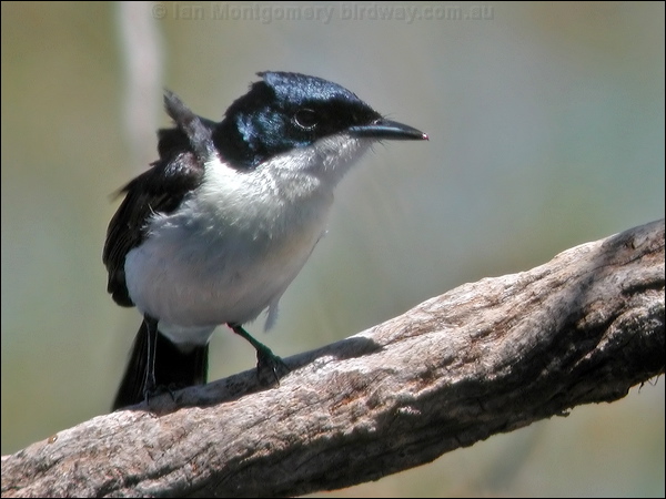 Paperbark Flycatcher paperbarkflycatcher_40382.psd