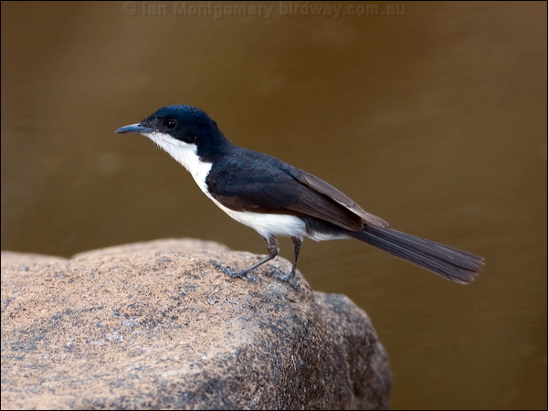 Paperbark Flycatcher paperbarkflycatcher_93695.psd