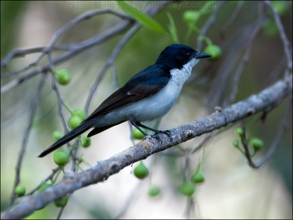 Paperbark Flycatcher paperbarkflycatcher_93781.psd