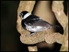 pied_monarch_62499