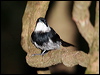 pied_monarch_62500