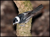 Click here to enter gallery and see photos/pictures/images of Pied Monarch