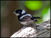 pied_monarch_65527