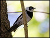 pied_monarch_65649