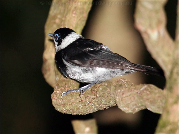 Pied Monarch pied_monarch_62499.jpg
