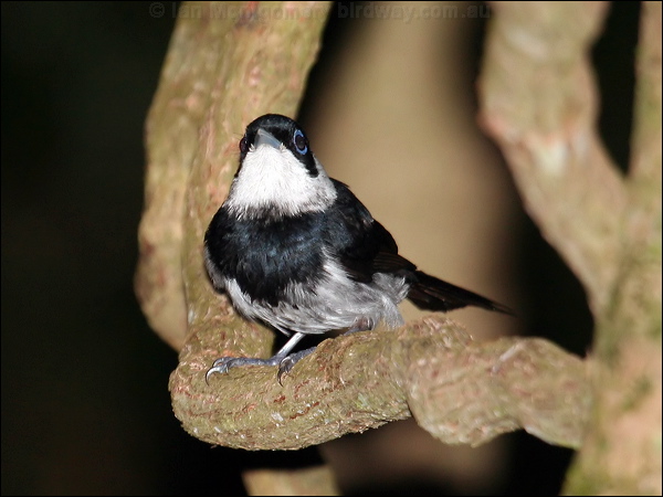 Pied Monarch pied_monarch_62500.jpg