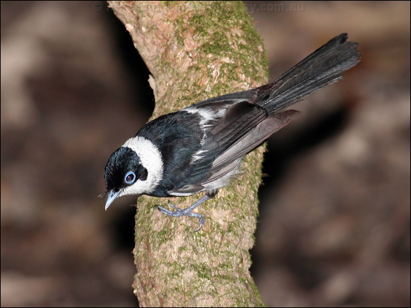 Pied Monarch pied_monarch_62501.jpg
