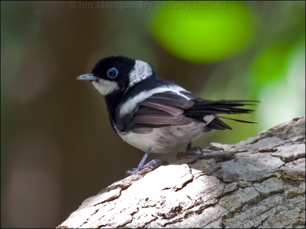 Pied Monarch pied_monarch_65527.psd